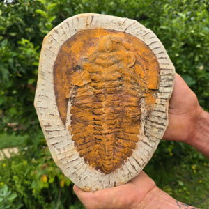 Echter Trilobit Fossil auf Matrix – Naturfund aus Marokko - handpräpariert - 25x19cm - Nr. 100