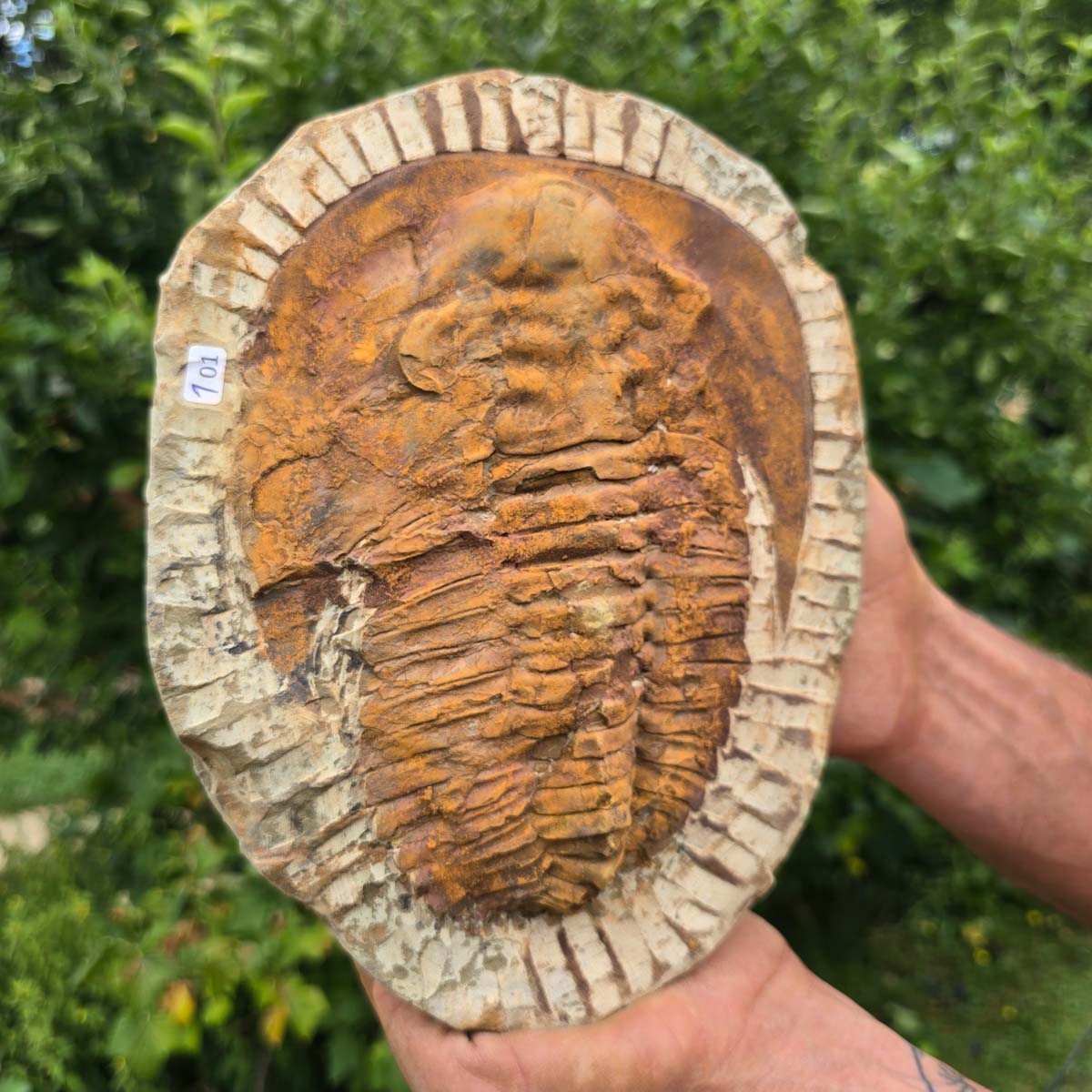 Echter Trilobit Fossil auf Matrix – Naturfund aus Marokko - handpräpariert - 24x17cm - Nr. 101