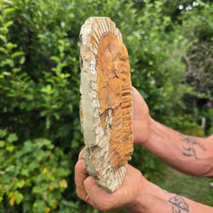 Echter Trilobit Fossil auf Matrix – Naturfund aus Marokko - handpräpariert - 25x19cm - Nr. 100