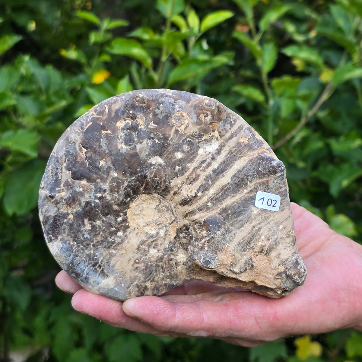 Ammonit - Echtes versteinertes Fossil - 100 Millionen Jahre alt - 14x10x6 cm - NR. 102