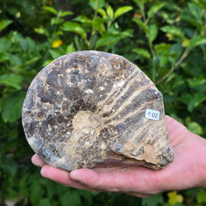 Ammonit - Echtes versteinertes Fossil - 100 Millionen Jahre alt - 14x10x6 cm - NR. 102