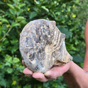 Ammonit - Echtes versteinertes Fossil - 100 Millionen Jahre alt - 14x10x6 cm - NR. 102
