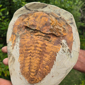 Original Trilobit Fossil mit Positiv- und Negativplatte - handpräpariert - 25x20cm - Nr. 102