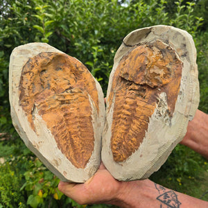Original Trilobit Fossil mit Positiv- und Negativplatte - handpräpariert - 25x20cm - Nr. 102