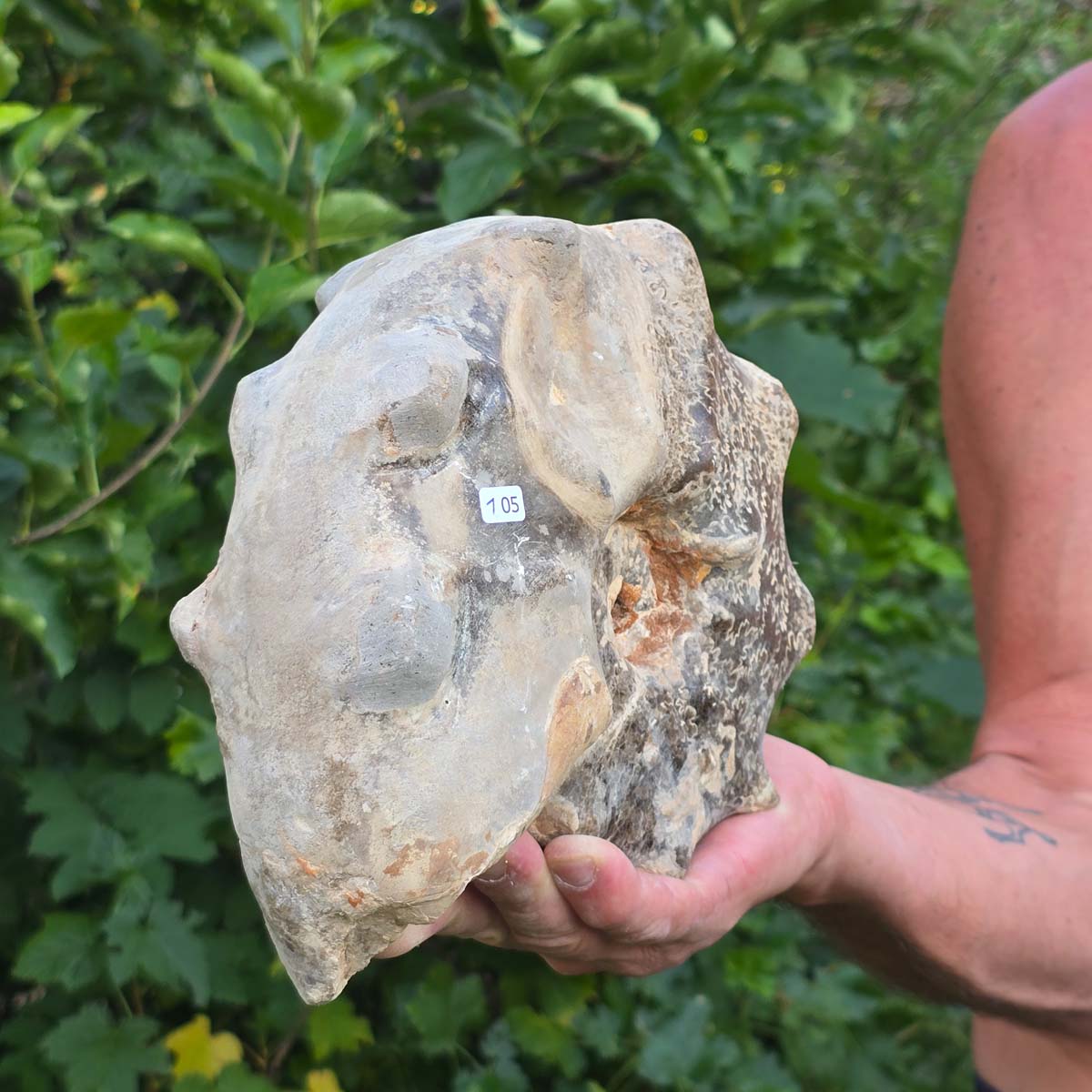 Ammonit - Echtes versteinertes Fossil - 100 Millionen Jahre alt - 22x19x9 cm - NR. 105
