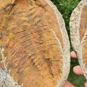 Original Trilobit Fossil mit Positiv- und Negativplatte - handpräpariert - 27x19cm - Nr. 104