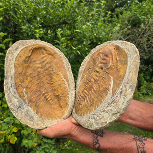 Original Trilobit Fossil mit Positiv- und Negativplatte - handpräpariert - 24x20cm - Nr. 105