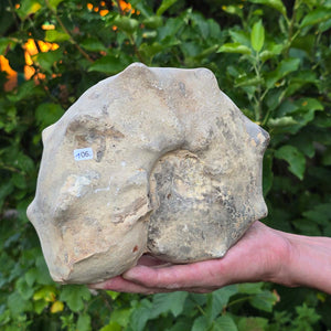 Ammonit - Echtes versteinertes Fossil - 100 Millionen Jahre alt - 20x17x8 cm - NR. 106