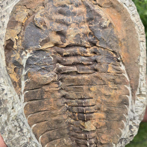 Original Trilobit Fossil mit Positiv- und Negativplatte - handpräpariert - 25x20cm - Nr. 107