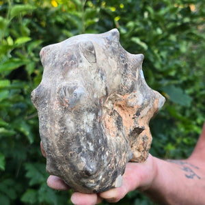Ammonit - Echtes versteinertes Fossil - 100 Millionen Jahre alt - 19x15x7 cm - NR. 107