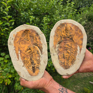Original Trilobit Fossil mit Positiv- und Negativplatte - handpräpariert - 24x16cm - Nr. 108