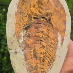Original Trilobit Fossil mit Positiv- und Negativplatte - handpräpariert - 24x16cm - Nr. 108