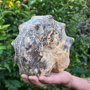 Ammonit - Echtes versteinertes Fossil - 100 Millionen Jahre alt - 21x17x9 cm - NR. 108