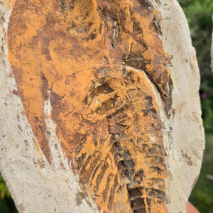 Original Trilobit Fossil mit Positiv- und Negativplatte - handpräpariert - 24x16cm - Nr. 108