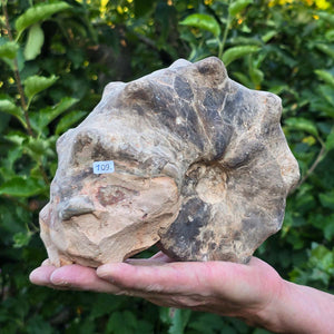 Ammonit - Echtes versteinertes Fossil - 100 Millionen Jahre alt - 19x15x9 cm - NR. 109