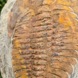 Original Trilobit Fossil mit Positiv- und Negativplatte - handpräpariert - 24x17cm - Nr. 109
