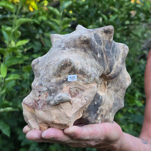 Ammonit - Echtes versteinertes Fossil - 100 Millionen Jahre alt - 19x15x9 cm - NR. 109