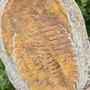Original Trilobit Fossil mit Positiv- und Negativplatte - handpräpariert - 24x17cm - Nr. 109