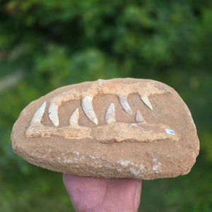 Mosasaurier Kiefer mit originalen Zähnen (Präpariert) – Fossil aus Marokko - 26x17cm - Nr. 10