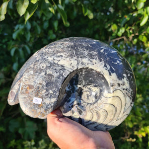 Ammonit - Echtes versteinertes Fossil - 100 Millionen Jahre alt - 22x17 cm - NR. 49