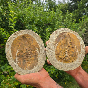 Original Trilobit Fossil mit Positiv- und Negativplatte - handpräpariert - 17x15cm - Nr. 110