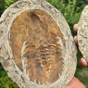 Original Trilobit Fossil mit Positiv- und Negativplatte - handpräpariert - 17x15cm - Nr. 110