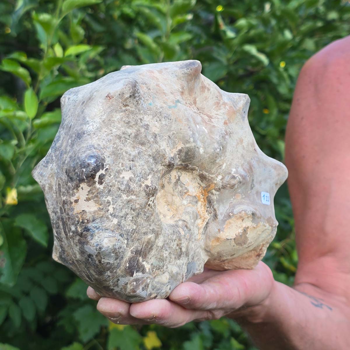Ammonit - Echtes versteinertes Fossil - 100 Millionen Jahre alt - 20x15x9 cm - NR. 111