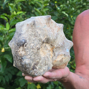 Ammonit - Echtes versteinertes Fossil - 100 Millionen Jahre alt - 20x15x9 cm - NR. 111