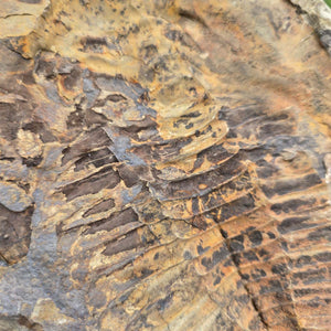 Original Trilobit Fossil mit Positiv- und Negativplatte - handpräpariert - 22x19cm - Nr. 111