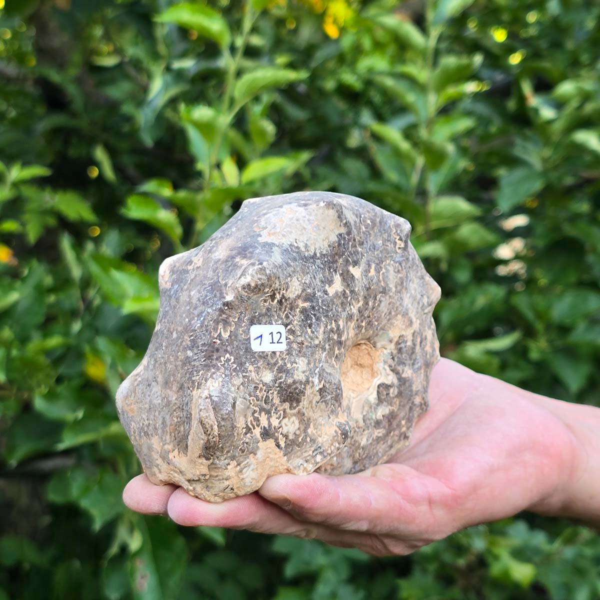 Ammonit - Echtes versteinertes Fossil - 100 Millionen Jahre alt - 13x10x6 cm - NR. 112