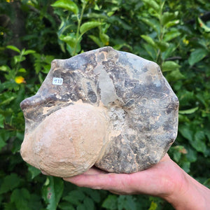 Ammonit - Echtes versteinertes Fossil - 100 Millionen Jahre alt - 19x16x14 cm - NR. 113