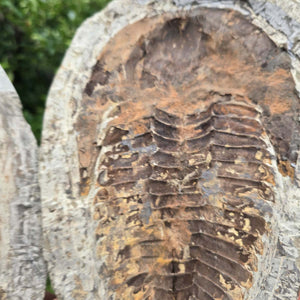 Original Trilobit Fossil mit Positiv- und Negativplatte - handpräpariert - 27x19cm - Nr. 113