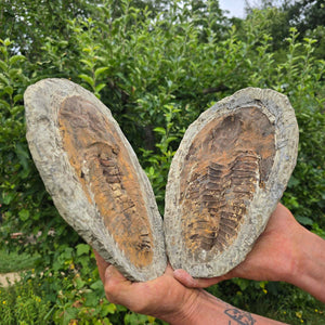 Original Trilobit Fossil mit Positiv- und Negativplatte - handpräpariert - 27x19cm - Nr. 113