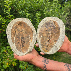 Original Trilobit Fossil mit Positiv- und Negativplatte - handpräpariert - 21x16cm - Nr. 114