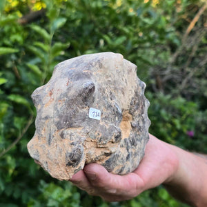 Ammonit - Echtes versteinertes Fossil - 100 Millionen Jahre alt - 14x11x7 cm - NR. 114