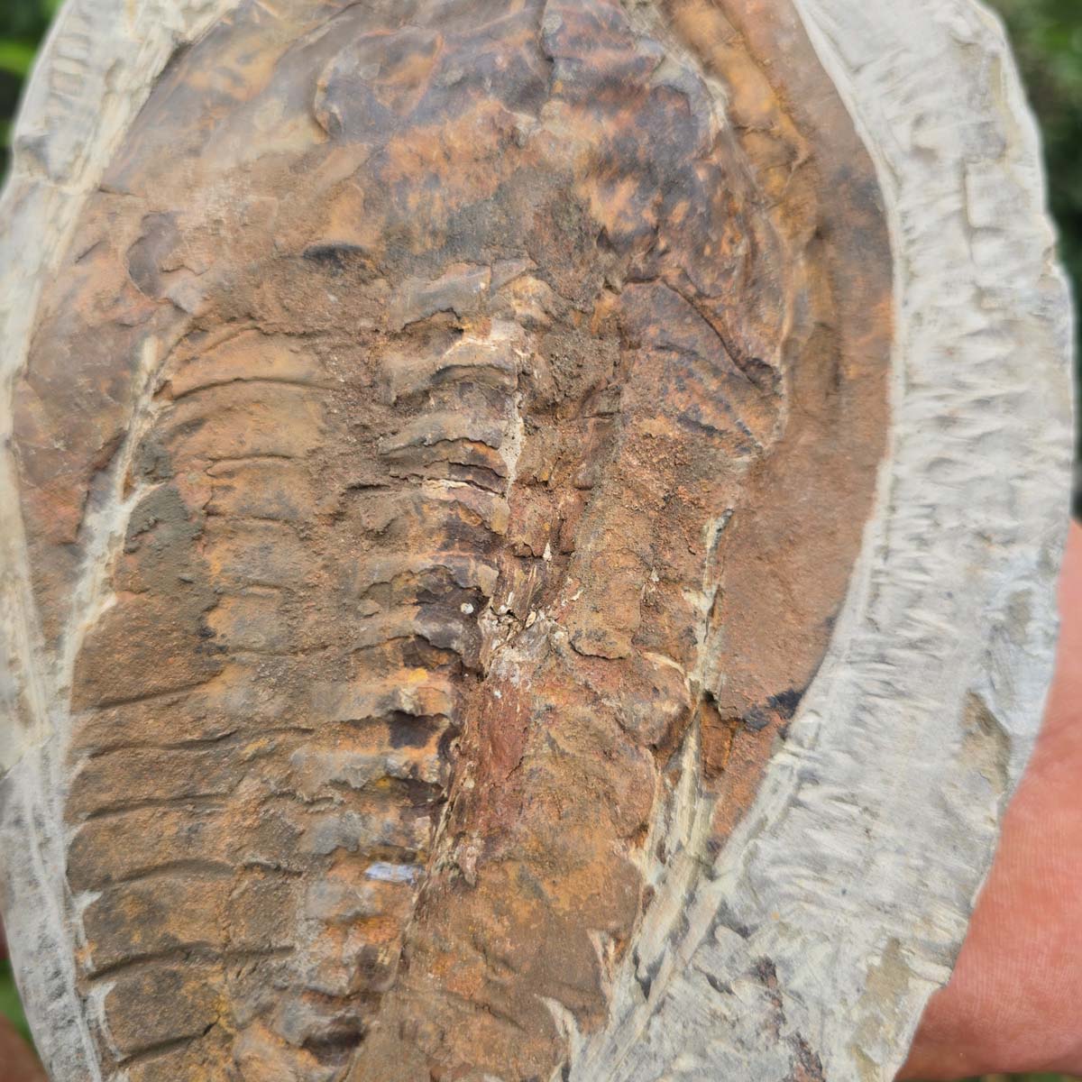 Original Trilobit Fossil mit Positiv- und Negativplatte - handpräpariert - 21x16cm - Nr. 114