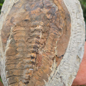 Original Trilobit Fossil mit Positiv- und Negativplatte - handpräpariert - 21x16cm - Nr. 114