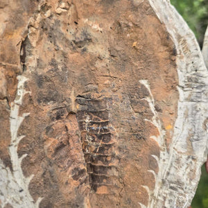 Original Trilobit Fossil mit Positiv- und Negativplatte - handpräpariert - 21x16cm - Nr. 114