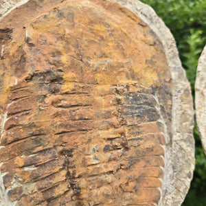 Original Trilobit Fossil mit Positiv- und Negativplatte - handpräpariert - 33x27cm - Nr. 116