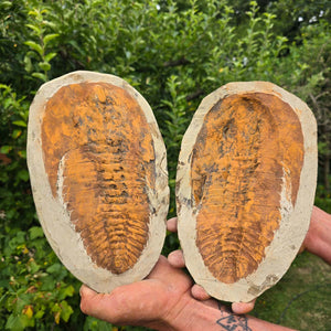 Original Trilobit Fossil mit Positiv- und Negativplatte - handpräpariert - 26x17cm - Nr. 117