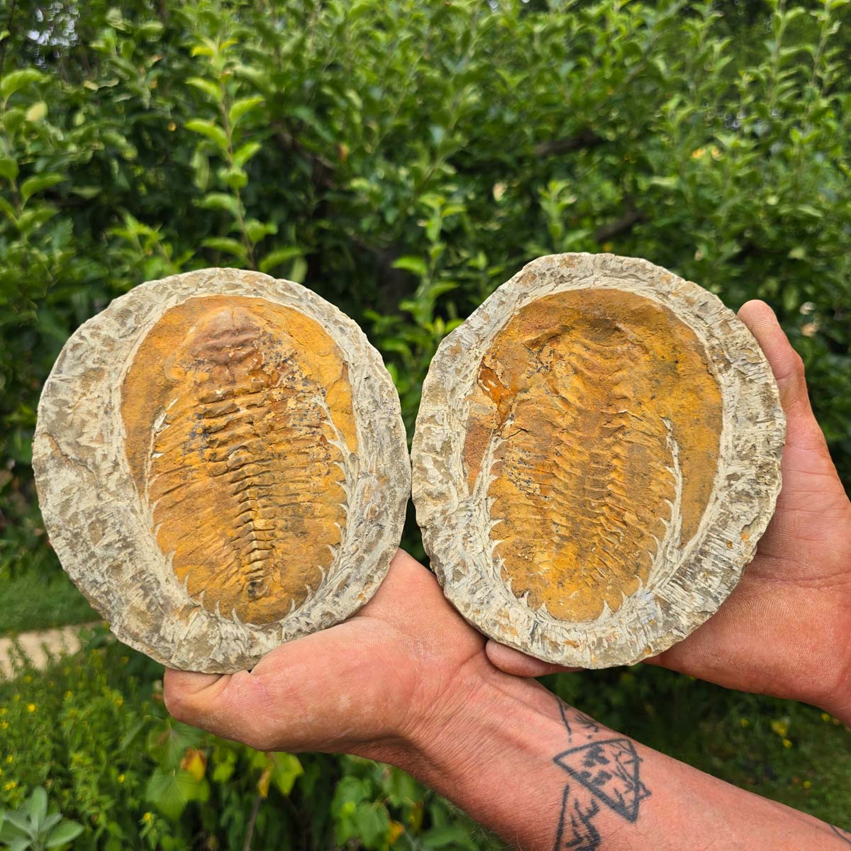 Original Trilobit Fossil mit Positiv- und Negativplatte - handpräpariert - 17x15cm - Nr. 118