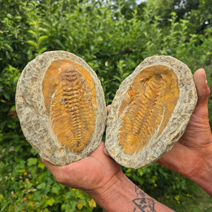 Original Trilobit Fossil mit Positiv- und Negativplatte - handpräpariert - 17x15cm - Nr. 118