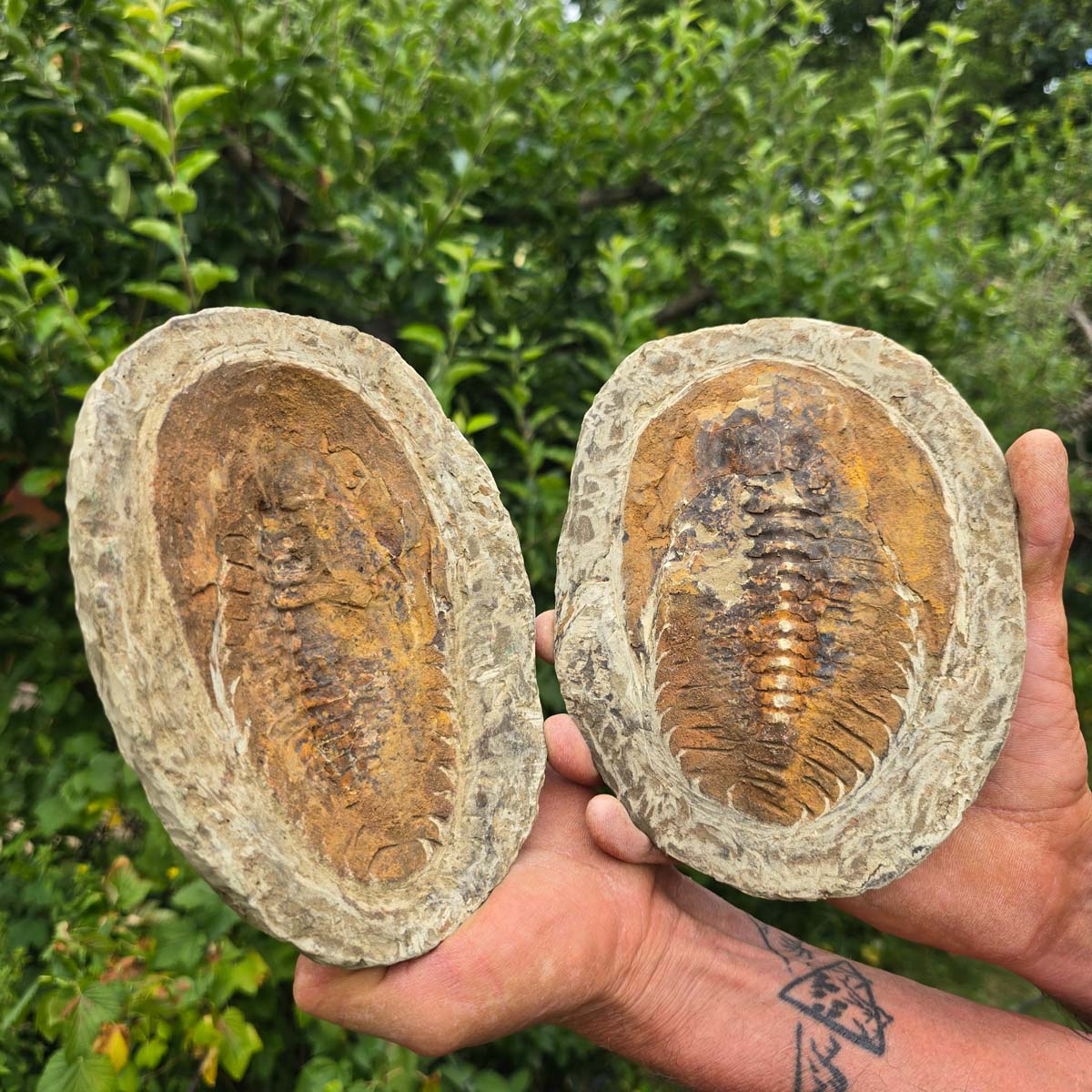 Original Trilobit Fossil mit Positiv- und Negativplatte - handpräpariert - 18x14cm - Nr. 119