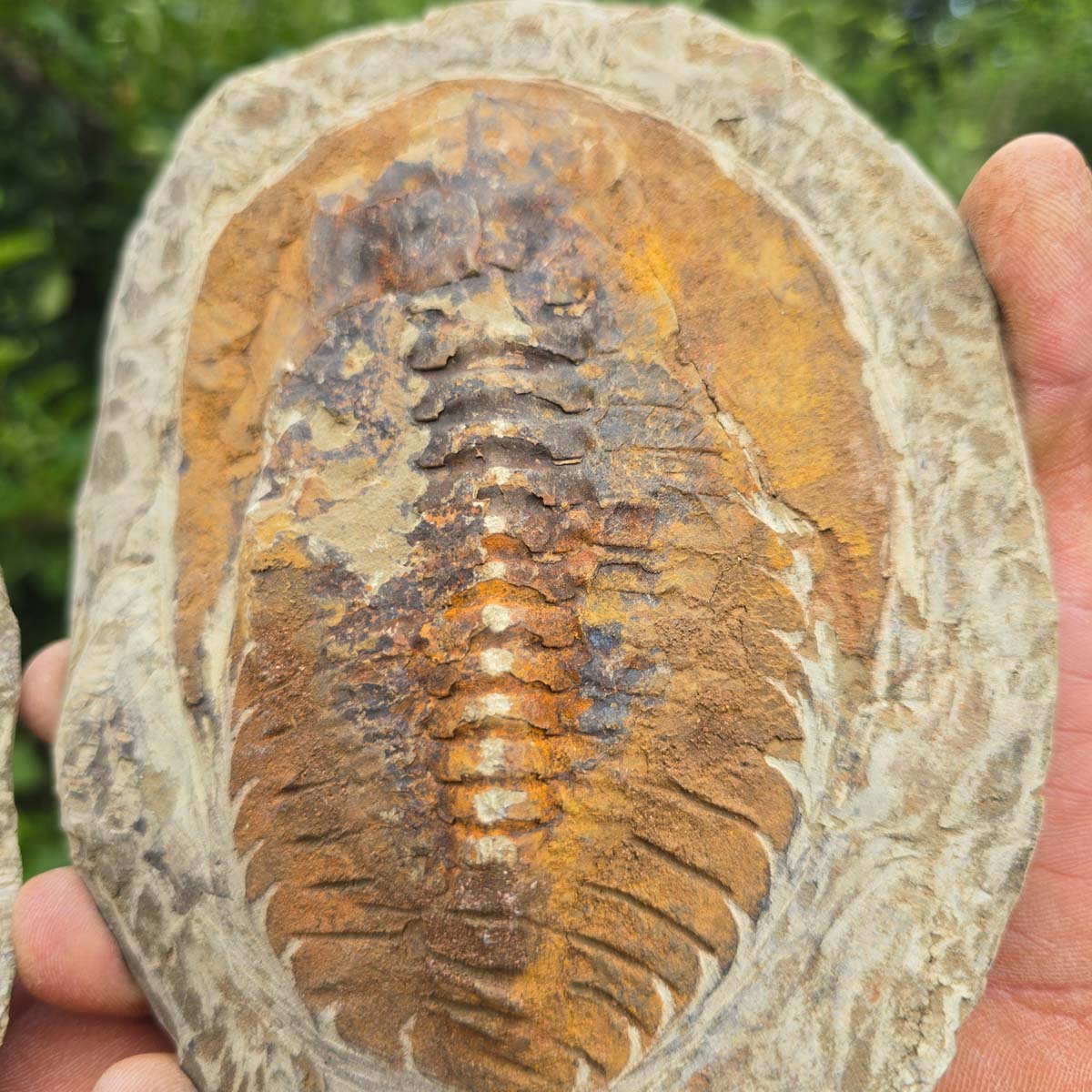 Original Trilobit Fossil mit Positiv- und Negativplatte - handpräpariert - 18x14cm - Nr. 119