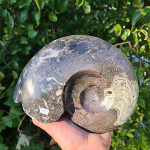 Ammonit - Echtes versteinertes Fossil - 100 Millionen Jahre alt - 21x16 cm - NR. 50