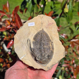 Echter Trilobit auf Muttergestein - Fossil aus Marokko – ca. 350 Mio. J., handpräpariert 11x9x6cm Nr. 11.