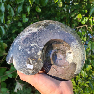 Ammonit - Echtes versteinertes Fossil - 100 Millionen Jahre alt - 21x16 cm - NR. 50