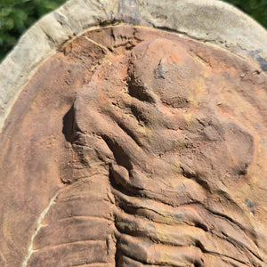 Echter Trilobit Fossil auf Matrix – Naturfund aus Marokko - handpräpariert - 26x21cm - Nr. 11