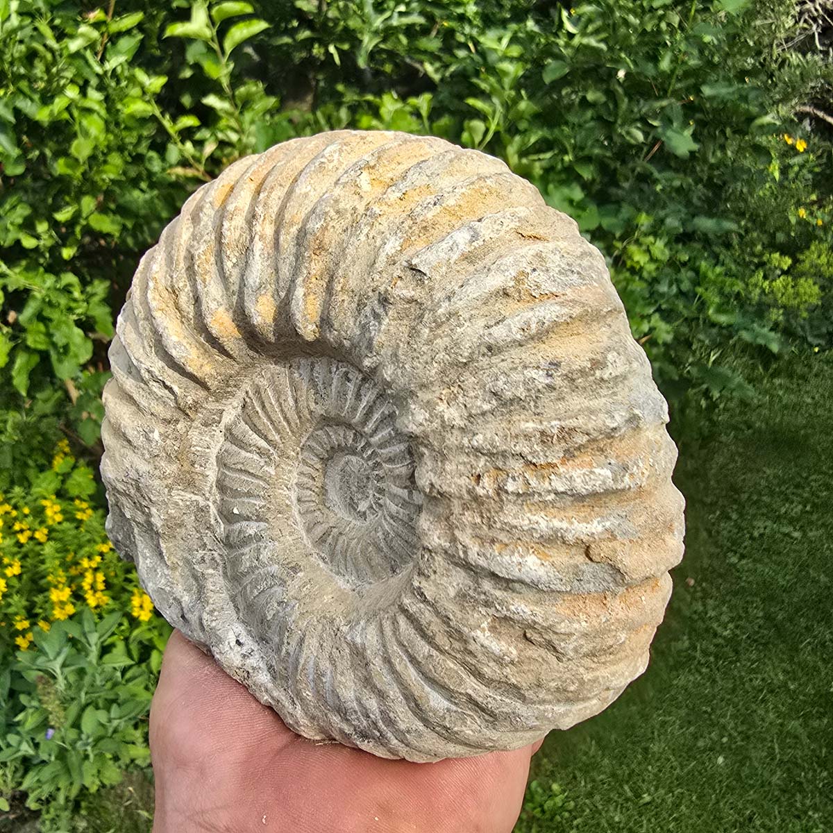 Ammonit - Echtes versteinertes Fossil - 100 Millionen Jahre alt - 15x14x7 cm - NR. 11