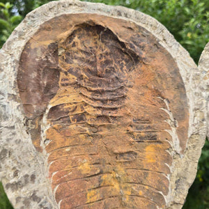 Original Trilobit Fossil mit Positiv- und Negativplatte - handpräpariert - 27x23cm - Nr. 121 - Detailaufnahme des Fossils